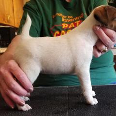 Harrier and Smooth Fox Terrier Puppies from Sheez-Beez Kennel