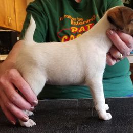 Harrier and Smooth Fox Terrier Puppies from Sheez-Beez Kennel
