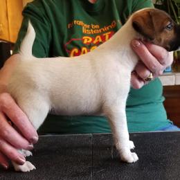 Harrier and Smooth Fox Terrier Puppies from Sheez-Beez Kennel