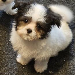 Daisy - Black and white female Companion Cross puppy in Fulton, Missouri from Papillon Love