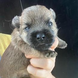 Teebo - Gray male Cairn Terrier puppy in Bigfork, Minnesota from Dachshunds Up North