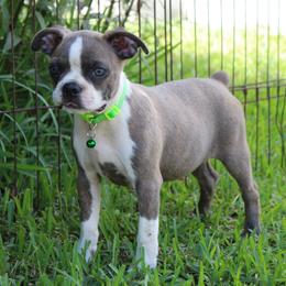 Lovely Lulu - Lilac female Boston Terrier puppy in Brooksville, Florida from Delamorés Pups