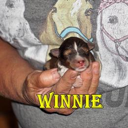 WINNIE- SABLE GIRL - Sable and white female Shetland Sheepdog puppy in Frazeysburg, Ohio from Mountain High Kennels
