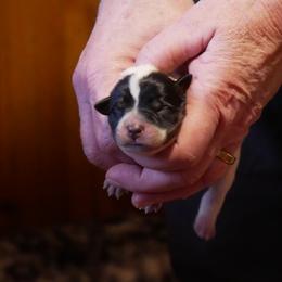 Promise - Blue mottled female Australian Cattle Dog puppy in Buffalo Valley, Tennessee from Buffalo Valley Breeders