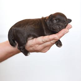 Shihpoo Puppies from The Teddybear Shihpoo