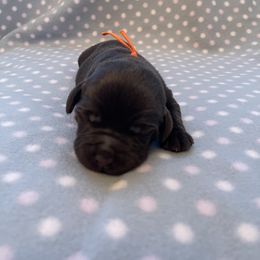 Labrador Retriever Puppies from Amore Labrador Retrievers