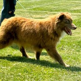 Malibu - Miniature Australian Shepherd