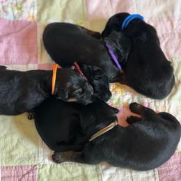 Boy 1 - Black and red male German Shepherd puppy in Spencer, Wisconsin from T Double B LLC