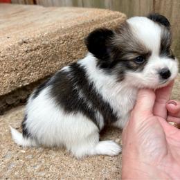 Aurora (light pink) - White and sable female Papillon puppy in Chattanooga, Oklahoma from Lottie Dottie Scottie’s and Papillons