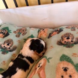 Mama Bear - Black and white female Assorted Doodle Crosses puppy in Mt Pleasant, Texas from Hippdoodranch