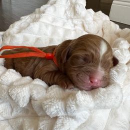 Tinsel - Red  female Goldendoodle puppy in Apopka, Florida from The Classic Doodle