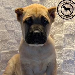 Blue - Fawn male Cane Corso puppy in Schell City, Missouri from Schell Osage Cane Corsos