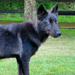 Siberian Husky puppies from Howlin' in the Holler Wolfdogs 🐾🐺