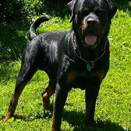 Cake - Rottweiler