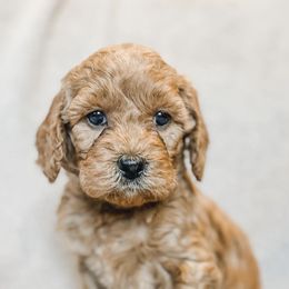 Labradoodles from Weaver Labradoodles