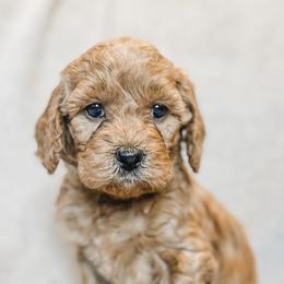Labradoodles from Weaver Labradoodles