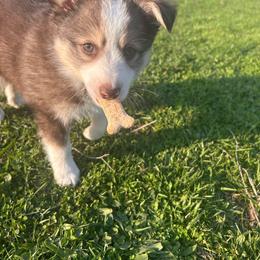 Joey - Black tri male Miniature Australian Shepherd puppy in Urbana, Ohio from Polar Bear Farms