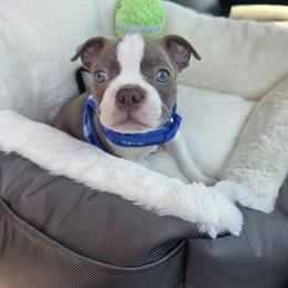 Boston Terrier Puppies from Boston Kup Breeders