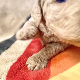 Poppy - Caramel female Labradoodle puppy in Toledo, Washington from Bigfoot Doodles