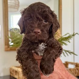 Girl 4 - female Lagotto Romagnolo puppy in North Augusta, South Carolina from Carolina Lagotto