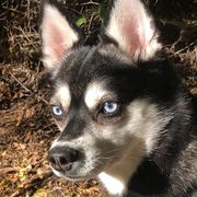 Magic - Alaskan Klee Kai