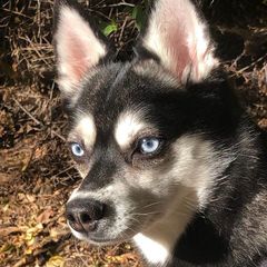 Magic - Alaskan Klee Kai