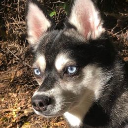 Magic - Alaskan Klee Kai