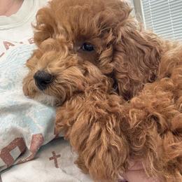 Poodle Puppies from Wanda Burton