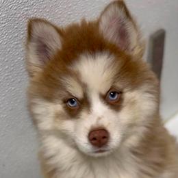 Dancer - Red and white male Pomsky puppy in Spring Hill, Florida from PDQ Pomskies