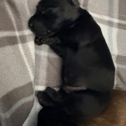 Dachshund Puppies from Jedi Weiner Ranch