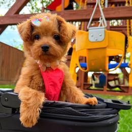 FAITH - Red female Maltipoo puppy in Sugar Land, Texas from Celebrity Maltipoos