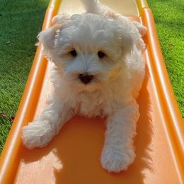 Australian Labradoodle Puppies from Charlotte Labradoodles