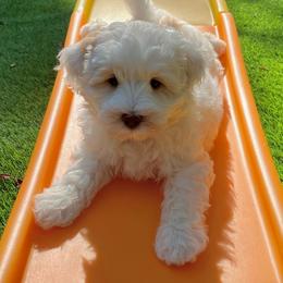 Australian Labradoodle Puppies from Charlotte Labradoodles
