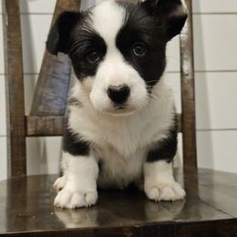 Amy - Black and white Cardigan Welsh Corgi puppy in Rigby, Idaho from Star N Cardigan Corgis