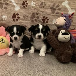 Chihuahua Puppies from Knox Rock'n Chihuahuas