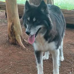 Harmony - Siberian Husky