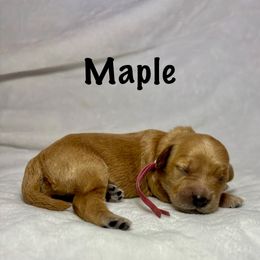 Maple - Apricot female Goldendoodle puppy in Pleasant Prairie, Wisconsin from Prairie Doodle Dogs