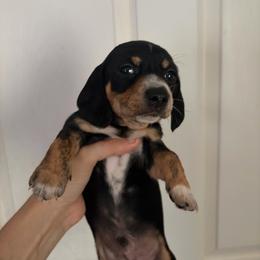 Ham - Black and tan male Dachshund puppy in Conroe, Texas from R&M Dachshunds