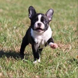 Beagle and Boston Terrier Puppies from Marti Acres ~ Boston Terrier & Beagles