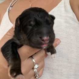 German Shepherd Puppies from Oahu German Shepherds