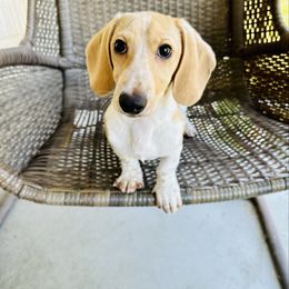 Denver - Dachshund