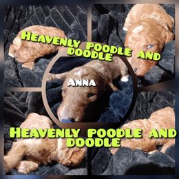 Anna - Red  female Poodle puppy in Lancaster, California from Heavenly poodle and doodle