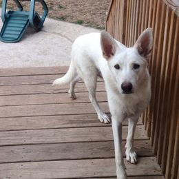 Harley - German Shepherd