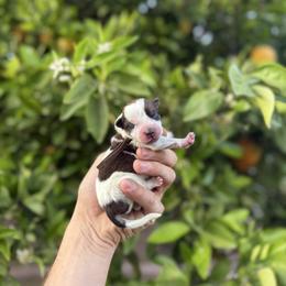 Dolly - Red speckled female Australian Cattle Dog puppy in Surprise, Arizona from Copper State Cattle Dogs