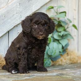 Maple - Brown female Cockapoo puppy in Seattle, Washington from Sweet Home Doodles