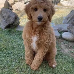 Goldendoodles from Mini Golden Doodles Kailua