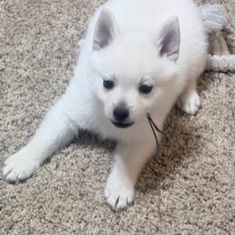 Girl purple - Cream female Schipperke puppy in Wagoner, Oklahoma from Melissa Davis