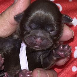 Lucy - Chocolate female Shih Tzu puppy in Hanford, California from MeMaw Shih Tzus