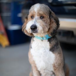Ketti - Tri-color female Bernedoodle puppy in Springtown, Texas from North Texas Puppies