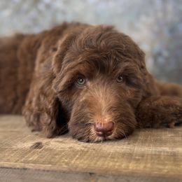Assorted Doodle Crosses and Bernedoodles from Gentle Giants Doodle Co.